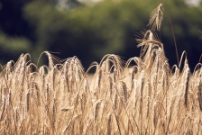 Uši pšenice