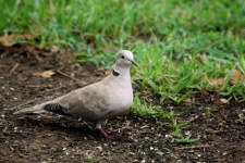 Eurasian Collared Dove in Grass