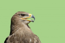 Falcon Bird of Prey