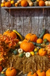 Fall harvest display