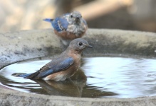 Bluebird femminile in bagno dell'ucc