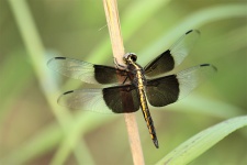 Female Widow Skimmer Dragonfly 2