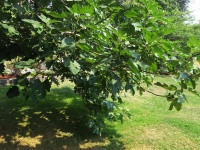 イチジクの木