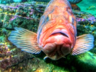 Лицо рыбы