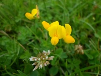 花の黄緑の自然