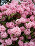 Flowering Pink Azalea Bush