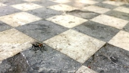 Fly on a chessboard