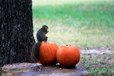 Fox Squirrel Eating Pumpkin