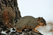 Fox Squirrel a Snowy Tree
