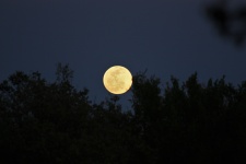 Luna plină peste copaci
