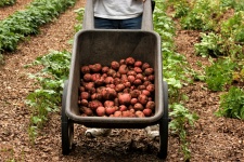 Jardim de batatas frescas