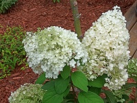 Białe kwiaty ogrodowe