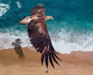 Golden Eagle over Ocean Surf n Sand
