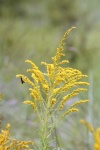 Goldenrod Wildflower and Wasp