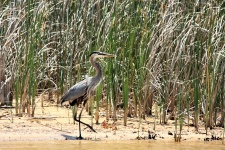 Great Blue Heron and Cattails
