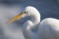 Nagy Egret