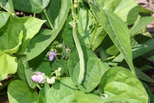 Green Bean Plant och Blooms