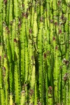 Grüner Kaktus Hintergrund