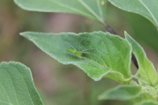 Green Lynx Spider on Sunflower Leaf