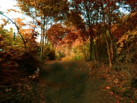 Sendero del bosque del otoño