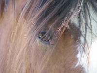 Occhio del cavallo
