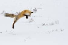 Springender Fuchs