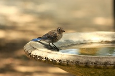 Juvenile Blue Jay At Bird Bath