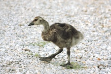 Juvenile Canada Goose