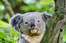Koala björn