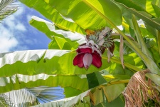 Banana floare