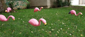 Flamingos de gramado