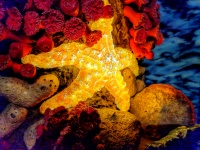 Освещенная морская звезда
