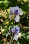 Iris barbudo exuberante y encantador