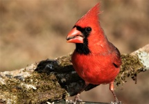 Cardinalul masculin Close-up