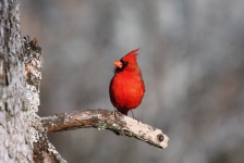 Male Cardinal On A Gray Day
