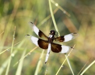Male Widow Skimmer Dragonfly