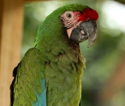 Wojskowy Macaw