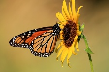Monarchvlinder op zonnebloem