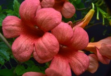 Kwiaty z trąbki wczesnej sławy 4