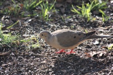 Mourning Dove at Dawn