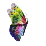 Mariposa multicolora vista lateral