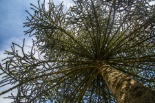 Isla de Norfolk Pine Tree