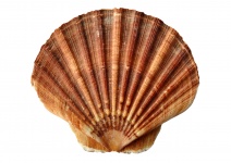 Ocean Clam Shell
