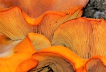 Oranje Champignons Abstract