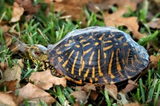 Ornamentul cu broască țestoasă