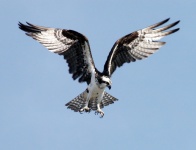 Osprey volando