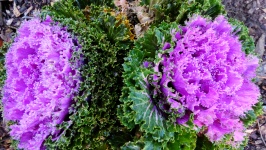 Pair of Purple Lettuces