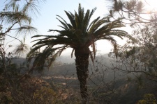 Palm over the Valley