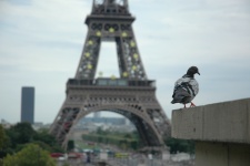 Paris Pigeon