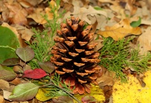 Cone de pinho e folhas de outono